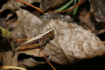 Rote Keulenschrecke, Heuschrecke, Grashüpfer, Weibchen, Comphocerus rufus