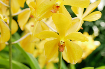 Close up of yellow Orchid flowers