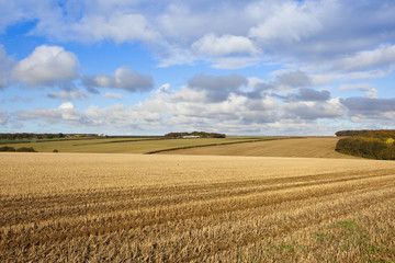autumnal copse and straw stubble