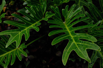 Fototapeta na wymiar Tropical plant leaf