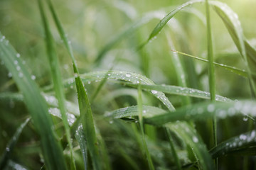 Dew on grass