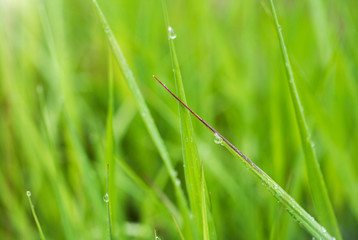 Dew on grass