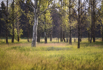 Tree trunk at sunrise