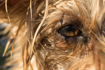 dog's eye macro detail, Yorkshire Terrier brown dog close-up With wet hair