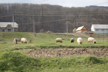 Sheep graze the green grass. Transcarpathia