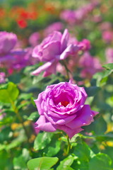 薔薇