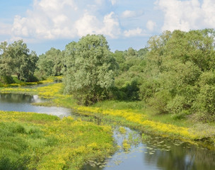 Fototapeta premium meadow with yellow flowers, pond