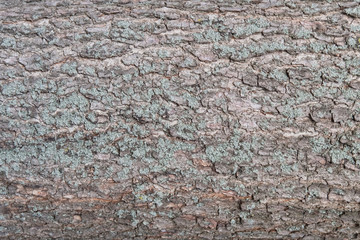 Close Up of Old Bark Tree Texture, Pattern