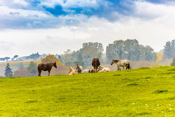 Obraz premium horses in the wild