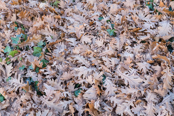 Green and Brown Leaves on the Ground, Autumn, Fall Season Backgr