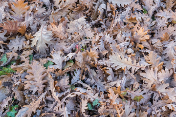 Green and Brown Leaves on the Ground, Autumn, Fall Season Backgr