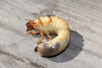 larva of may-bug
