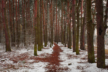 Zima w sosnowym lesie © Mariusz Stoszewski