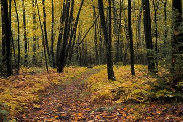 Fototapeta premium Hiking in autumn