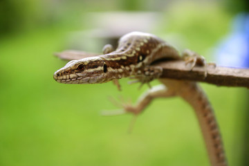 Lézard domestique