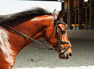 Head shot of a purebred sports horse