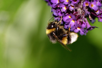 Abeille
