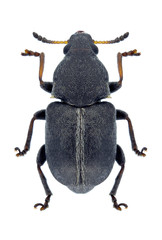 Beetle Bruchela suturalis on a white background