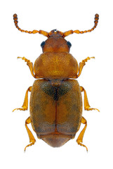 Beetle Kateretes pusillus on a white background