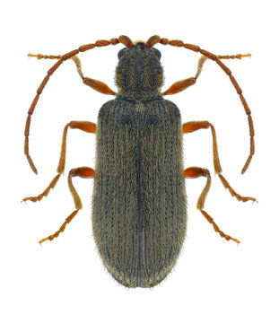 Beetle Ptinus rufipes on a white background