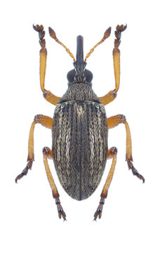 Beetle Exapion difficile on a white background