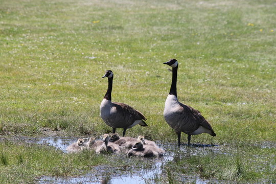 Adult Canada geese keep watch while goslings play in a large water puddle.  