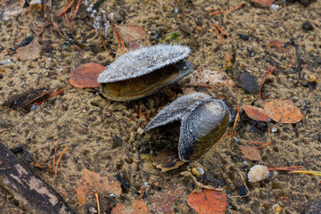 Obraz premium clams on the beach