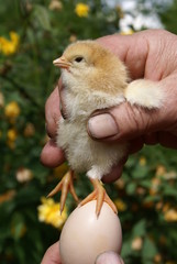 Small chicken in human hands