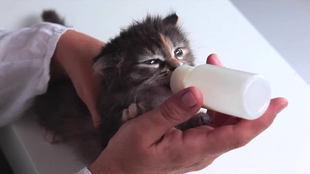 Kitten With Pleasure Eats a Milk/Little kitten sucks milk from a bottle. Most likely he was lost and was left without a mother. People found him and now he is in good and safe hands