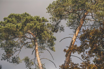 Pine trees towards grey sky