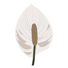 Tropical flower - exotic anthurium. Vector.