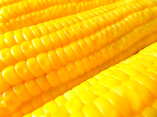 Boiled Vivid Orange Yellow Sweet Corn, Close-up for Background, Texture, Banner 