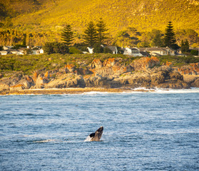 Obraz premium Hermanus Whale Watching Season
