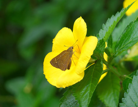One brown butterfly collecting nectar on a vivid yellow blooming flower 