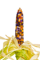 ear of glass gem, unique variety of rainbow colored corn