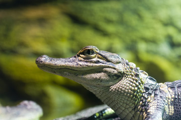 Fototapeta premium Junges Krokodile