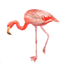 Pink flamingo