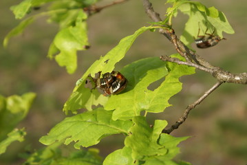 May beetles eat the leaves of the oak tree