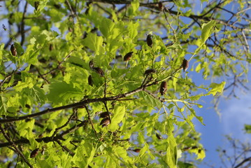 May beetles eat the leaves of the oak tree