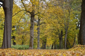 Germany, Leipzig, Auwald, autumnal forest