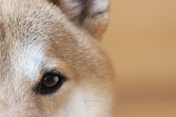 shiba inu