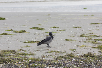Nebelkrähe, Corvus cornix, am Strand