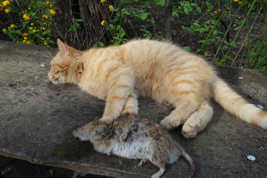 The cat caught the rat