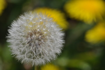 Dandelion in Garden