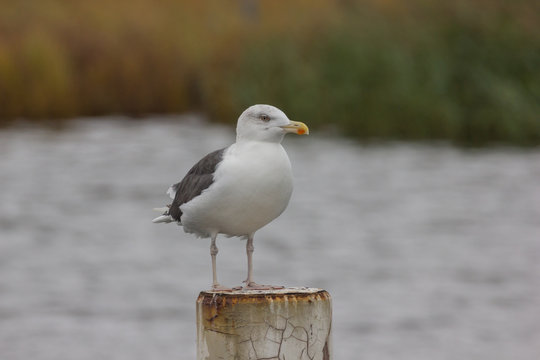 Lachmöwe(n) an der Ostsee