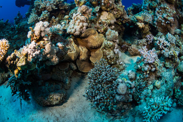 Coral garden