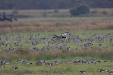 Nonnengänse auf Wiese