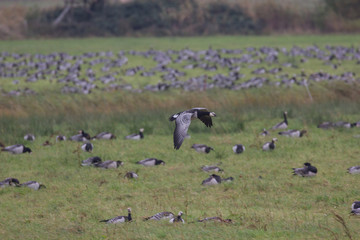 Nonnengänse auf Wiese