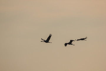 Kraniche im Flug