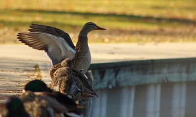 Female Duck with Wings Spread